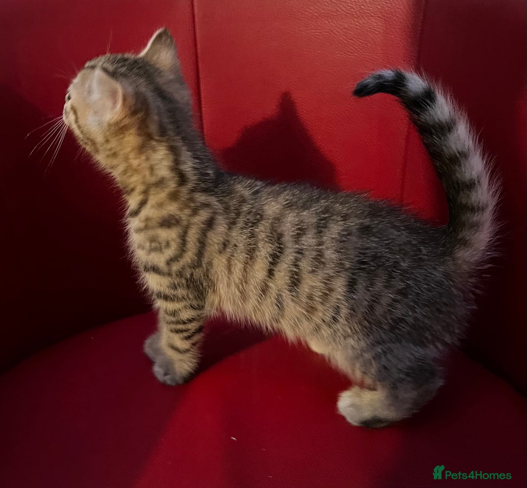 Mixed Breed cats for sale: Three Gorgeous Girls For sale. - Advert 11