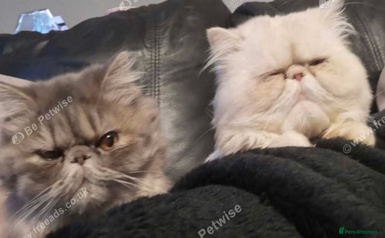 Persian cats - Advert 2
