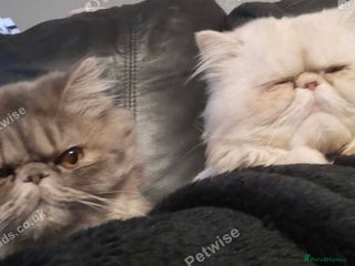 Persian cats - Advert 7