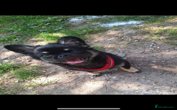 Chug dogs for sale: Chug  - Image 1