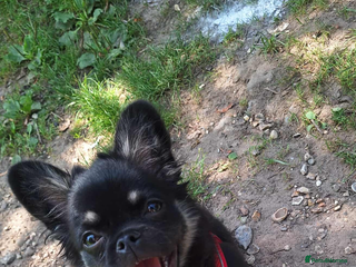 Chug dogs - Advert 1