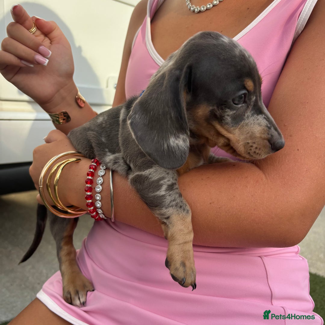 Miniature Dachshund dogs for sale: Miniature dachshund puppy’s TO LEAVE NOW in Luton - Image 30