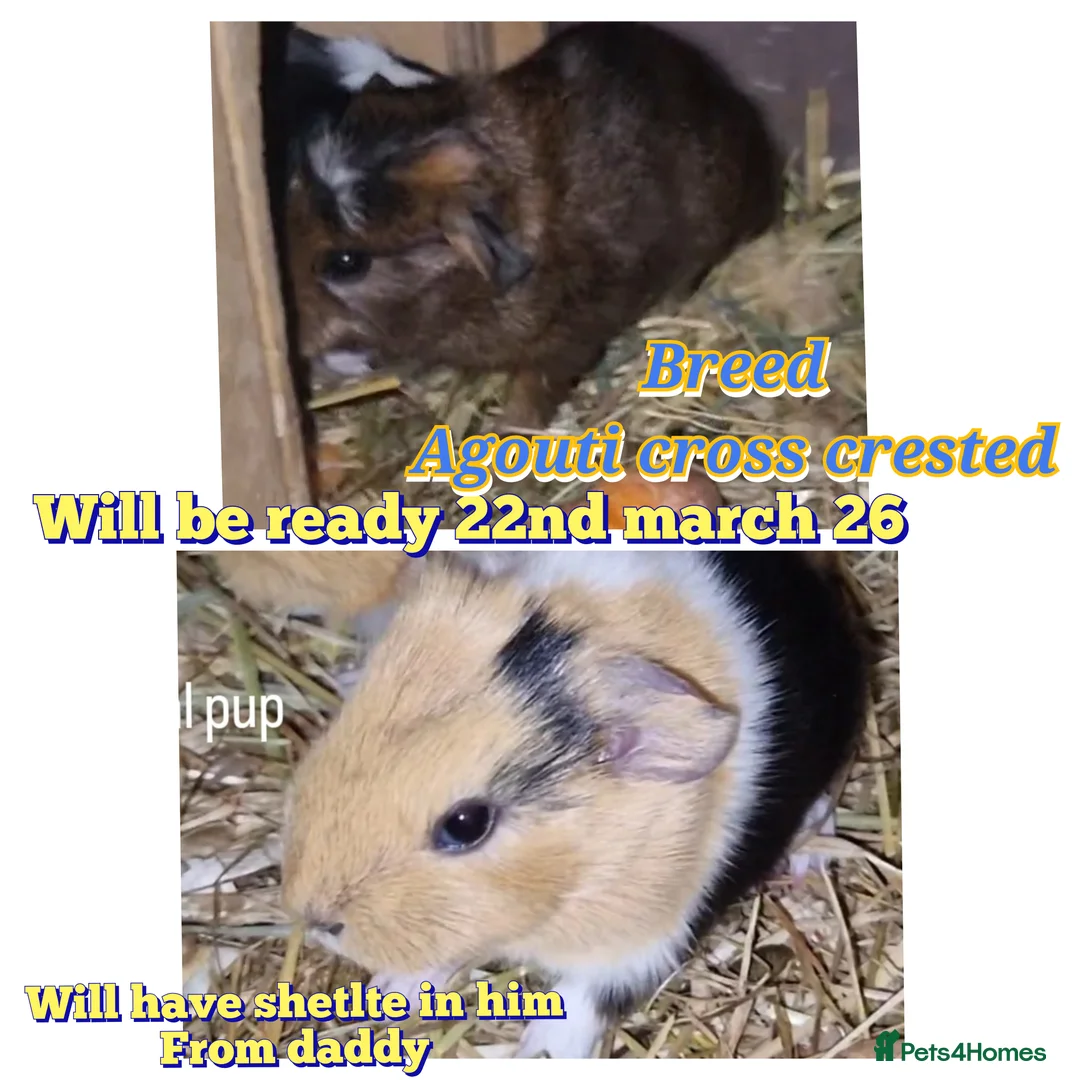 Guinea Pig rodents for sale: Agouti breed & shelte breed / 22nd mar 26 - Advert 1
