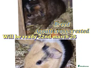 Guinea Pig rodents Agouti breed & shelte breed / 22nd mar 26 - Advert 1