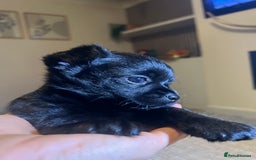 Chihuahua dogs for sale: Chihuahuas  - Image 9