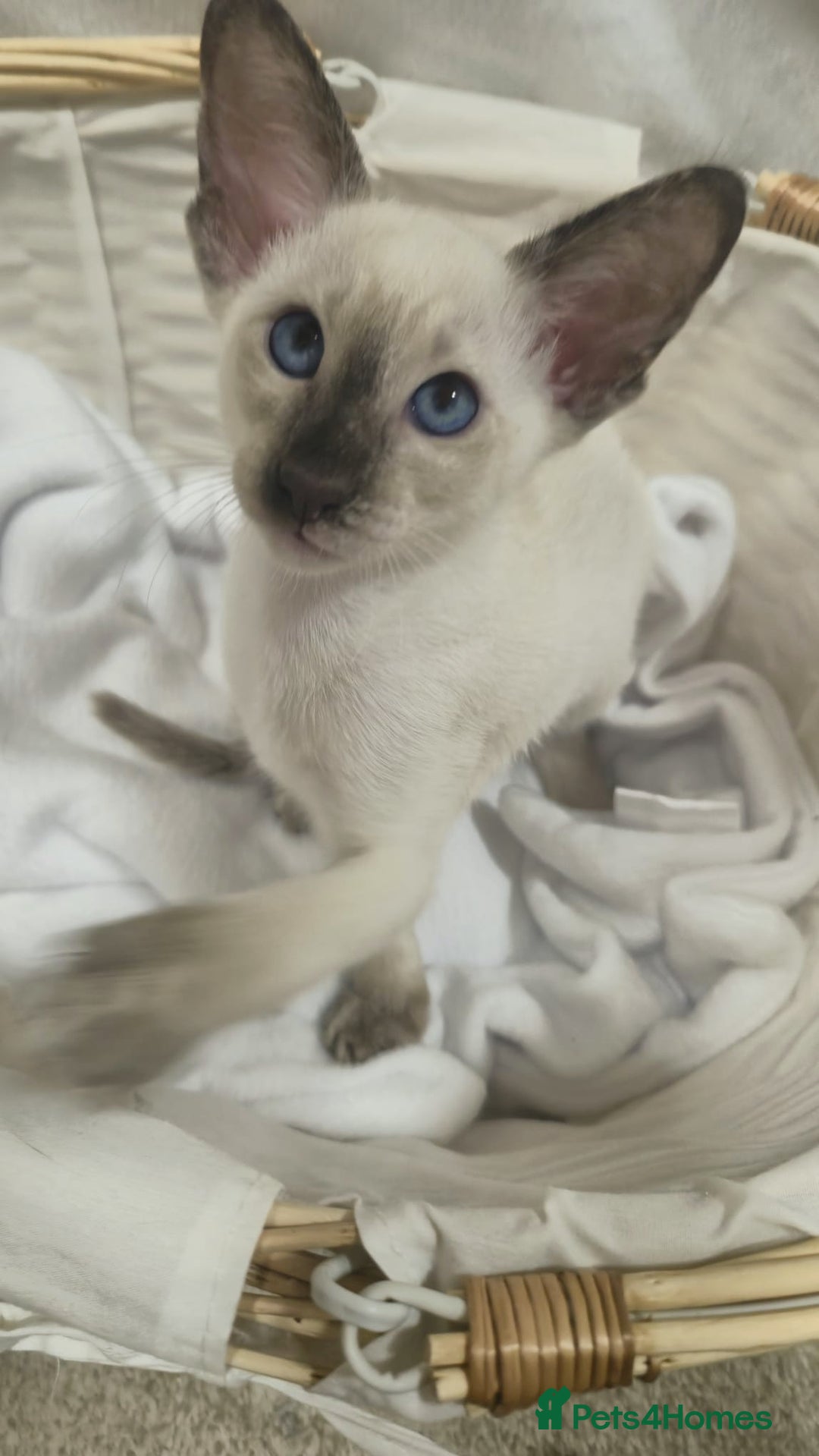 Siamese cats for sale: GCCF Registered Chocolate Tortie Siamese Girl. - Advert 11