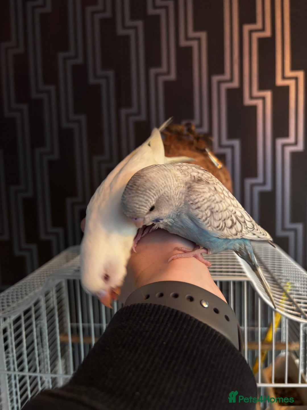 Budgerigars birds for sale: Hand tame budgies  - Advert 2