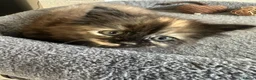 Mixed Breed cats for sale: Little female kitten  - Advert 5