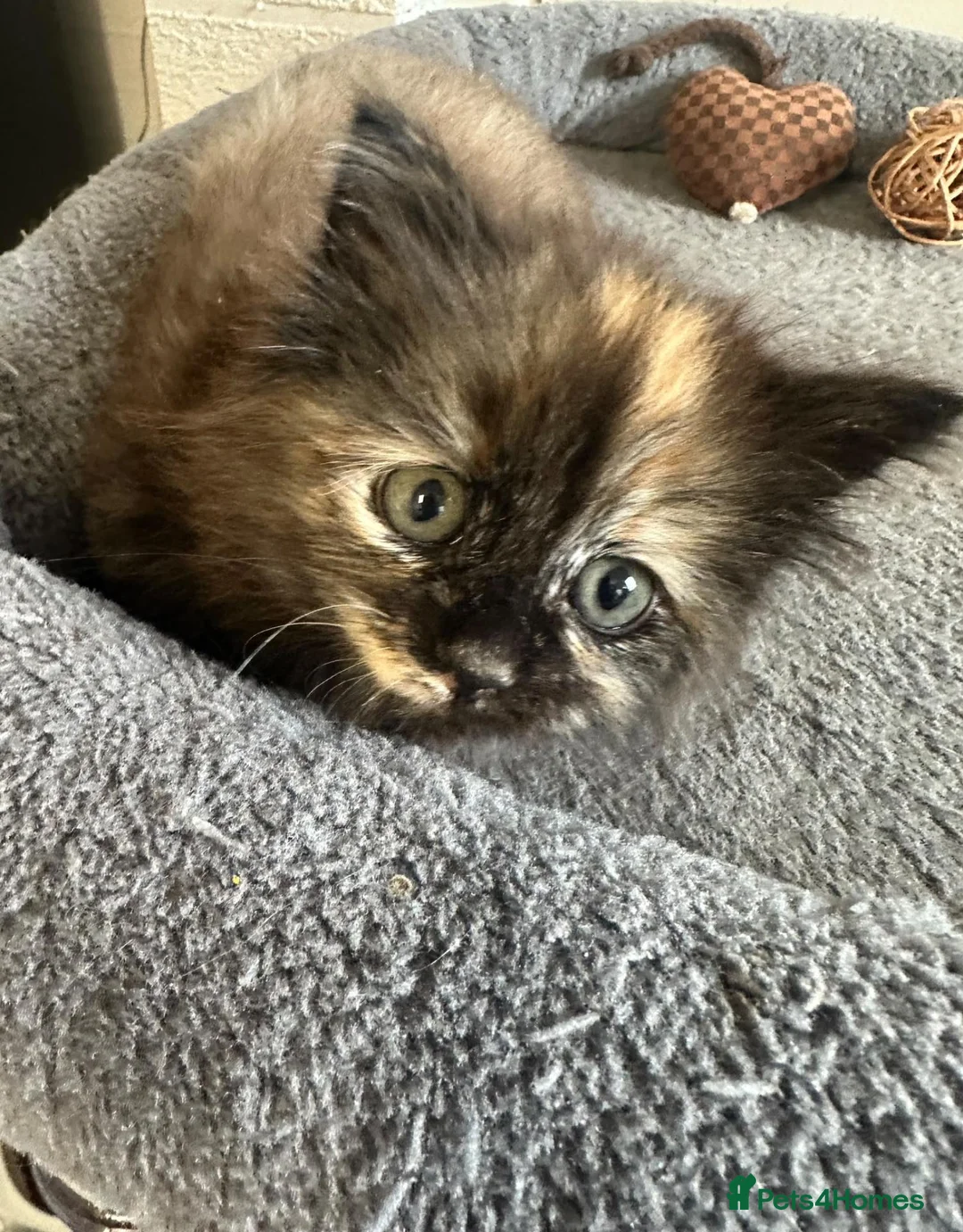 Mixed Breed cats for sale: Little female kitten  - Advert 5