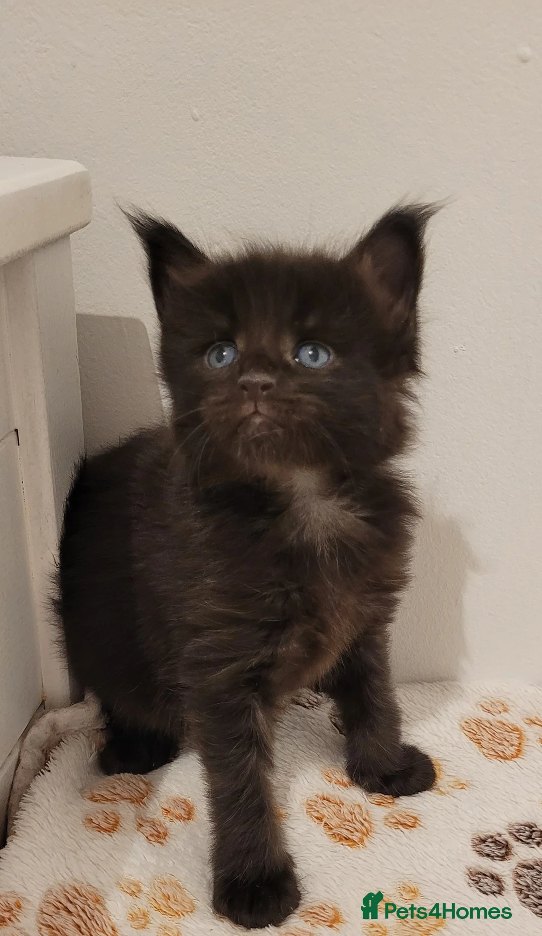 Maine Coon cats for sale: Tica registered maine coon kittens  - Advert 6