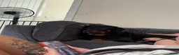Mixed Breed dogs for sale: Labrotties  in Bristol - Advert 1