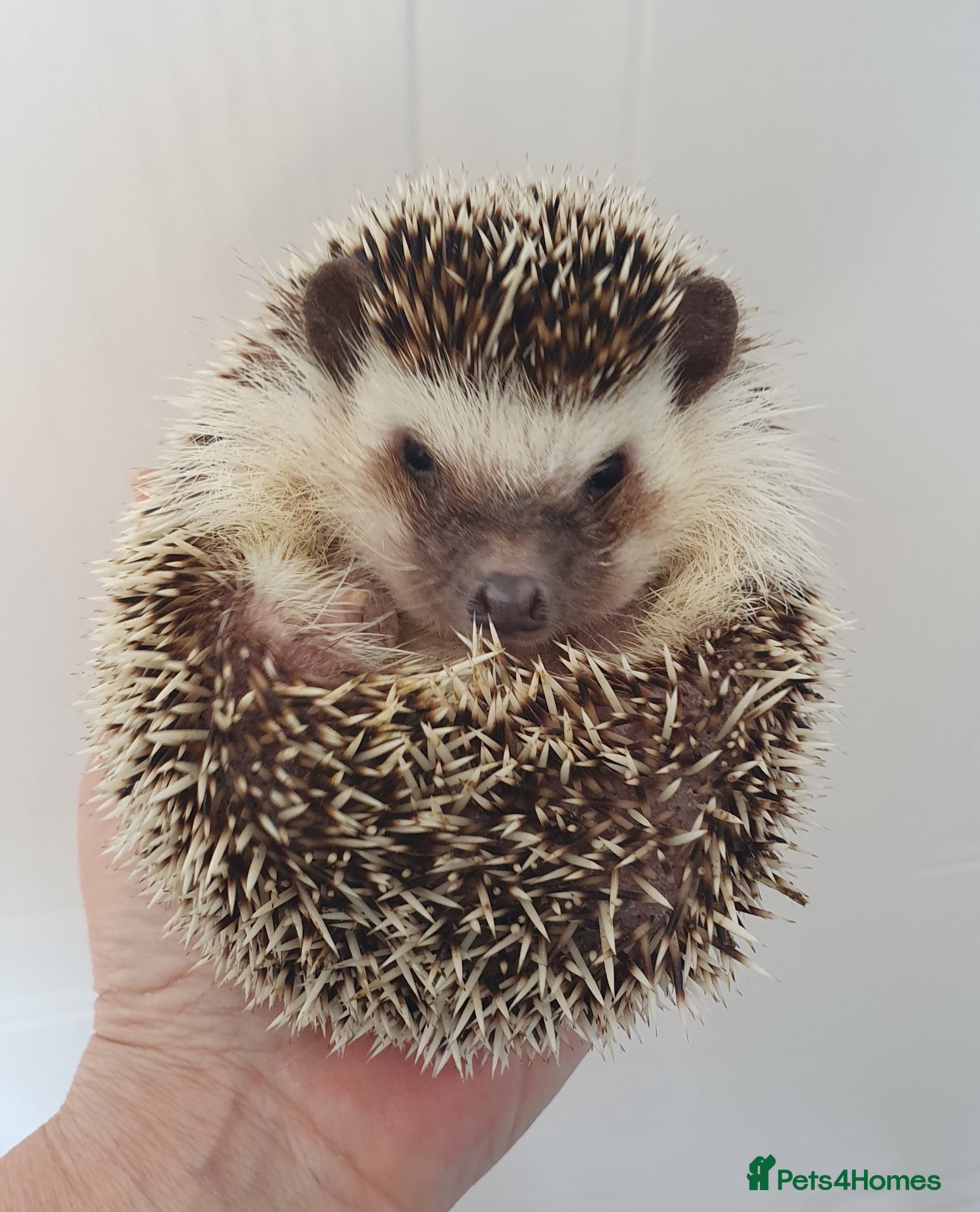 Pygmy Hedgehog rodents for sale: Female African pygmy hedgehog  - Advert 2