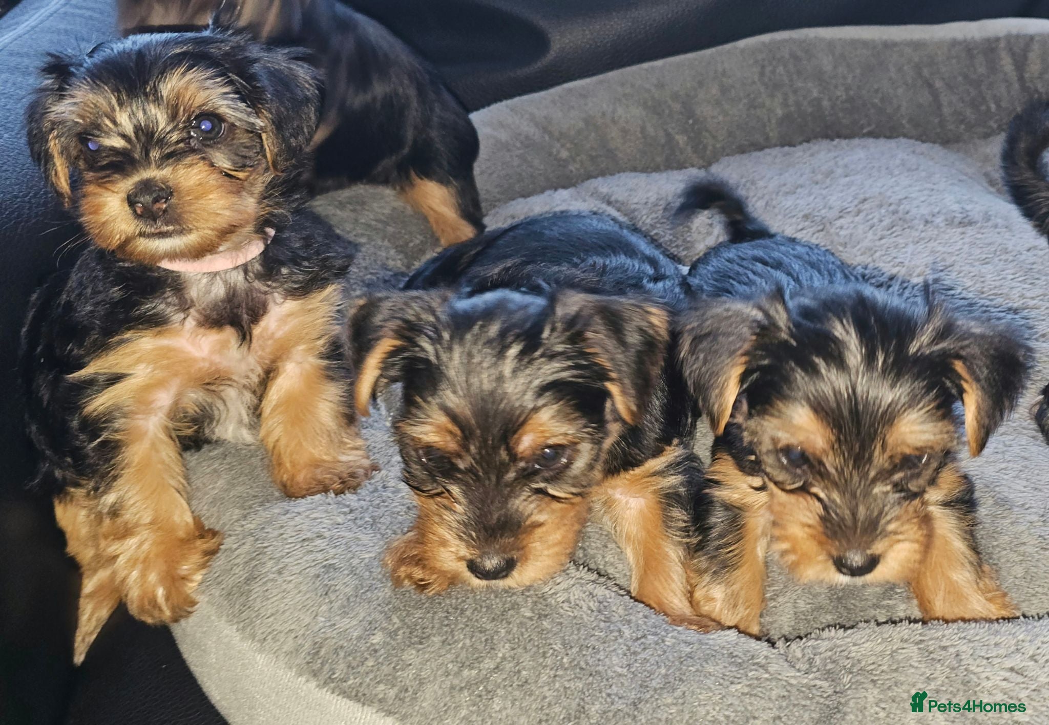 Yorkshire Terrier dogs 🐶 💖Pedigree Yorkshire Terrier Puppies💖 🐶 - Advert 2