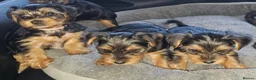 Yorkshire Terrier dogs for sale: 🐶 💖Pedigree Yorkshire Terrier Puppies💖 🐶 - Advert 32
