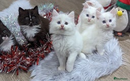 Ragdoll cats for sale: Ragdoll kittens - Advert 23