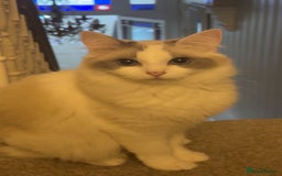 Ragdoll cats for sale: Ragdoll kittens  - Image 7