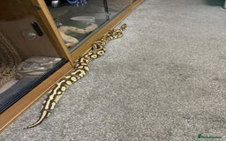 Python Snake reptiles for sale: Male royal python - Image 9