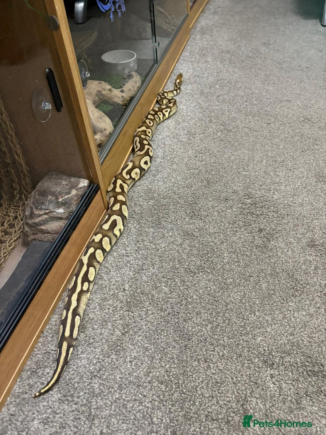 Python Snake reptiles for sale: Male royal python - Image 9