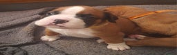 Boxer dogs for sale: Beautiful boxer pups for sale - Advert 7