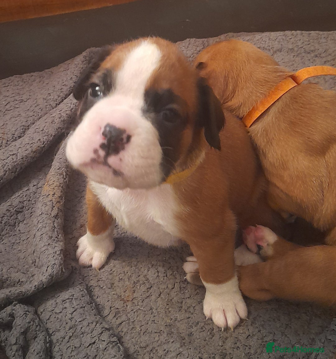 Boxer dogs for sale: Beautiful boxer pups for sale - Advert 7