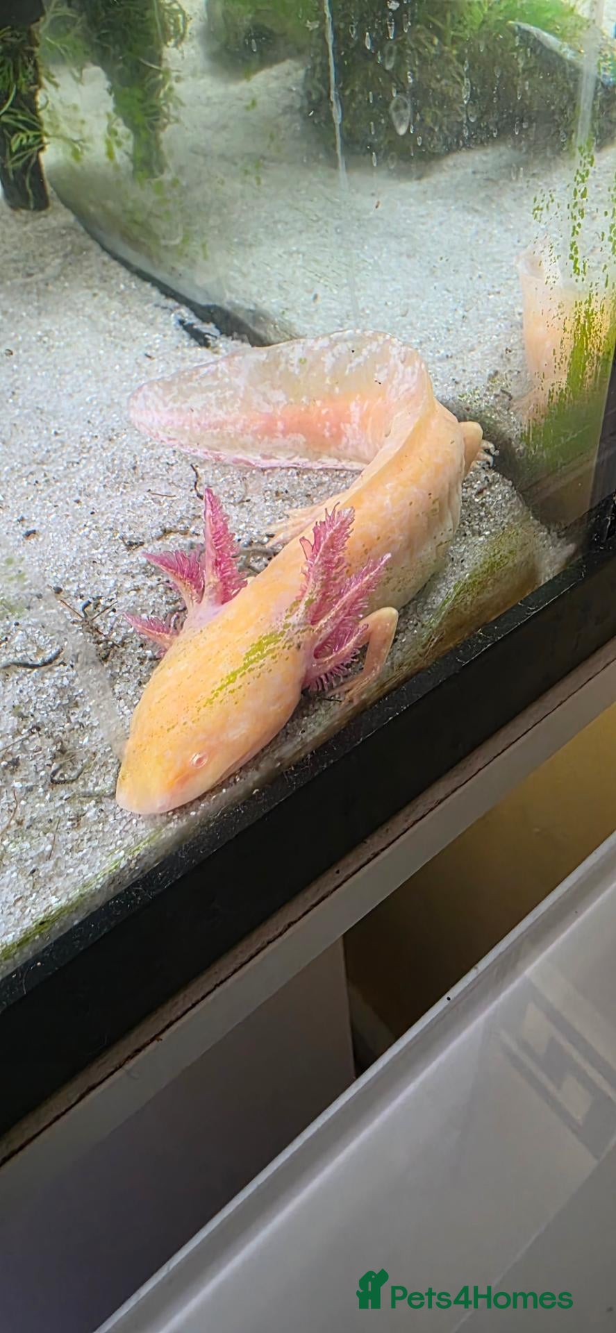 Axolotl reptiles Two Axalots with Complete set - Advert 2