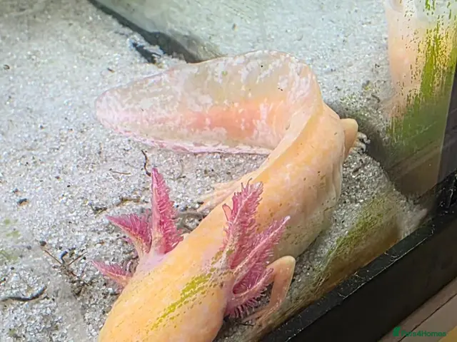 Axolotl reptiles Two Axalots with Complete set - Advert 2