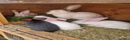 Continental Giant rabbits for sale: Continental Giants / Transylvania Giant  - Advert 3