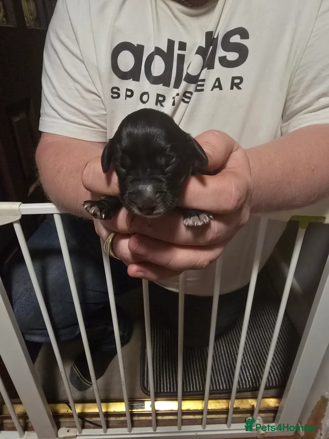 Cocker Spaniel dogs for sale: Cocker spaniel puppy  - Advert 11