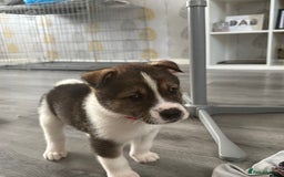 Akita dogs for sale: Akita pups Ready to leave 1st August  in Runcorn - Image 2