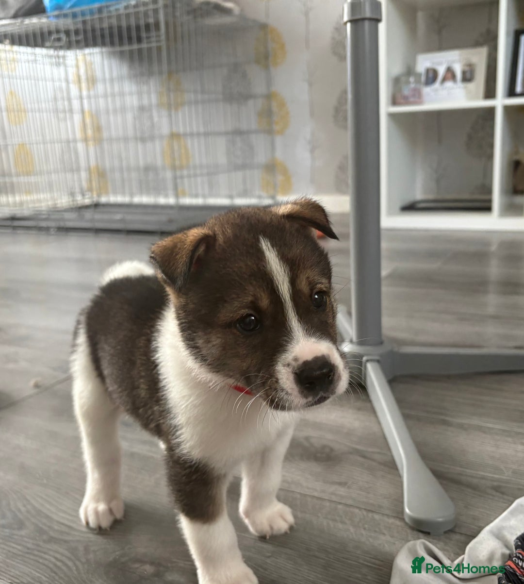 Akita dogs for sale: Akita pups Ready to leave 1st August  in Runcorn - Image 2
