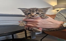 Maine Coon cats for sale: Stunning Maine Coon Kittens  - Image 9