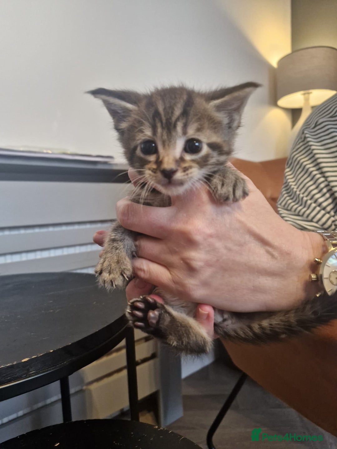 Maine Coon cats for sale: Stunning Maine Coon Kittens  - Image 9
