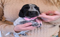 Cocker Spaniel dogs for sale: Show Type Cocker Spaniel Puppies  - Image 6