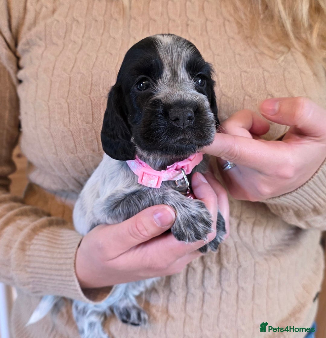 Cocker Spaniel dogs for sale: Show Type Cocker Spaniel Puppies  - Image 6