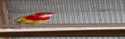Parakeets birds for sale: Parakeets  - Advert 7