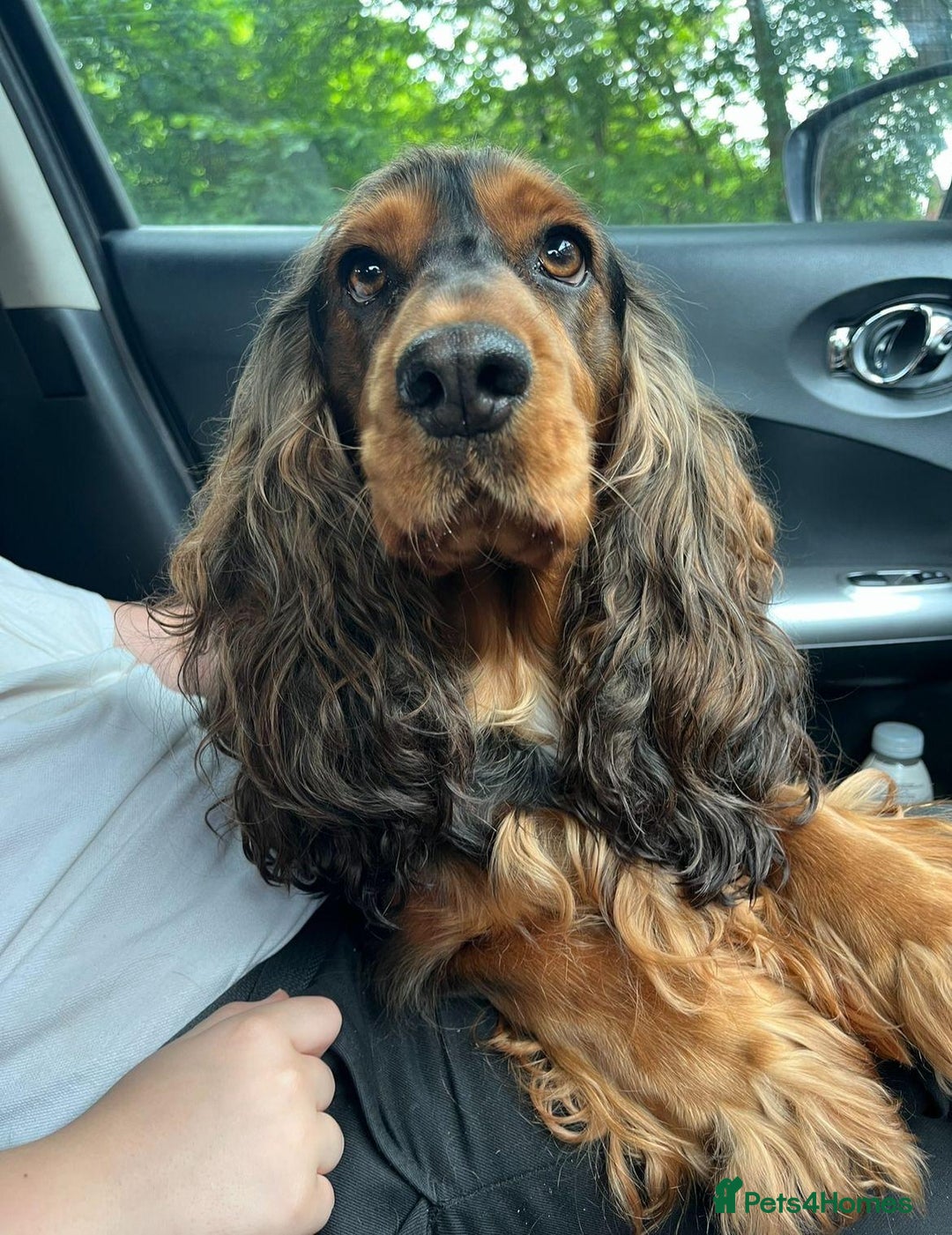 Cockapoo dogs for sale: ❤️silky show type cockapoos❤️ - Image 8