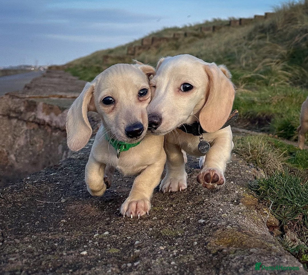 Miniature Dachshund dogs for sale: Cream miniature dachshunds  - Advert 27