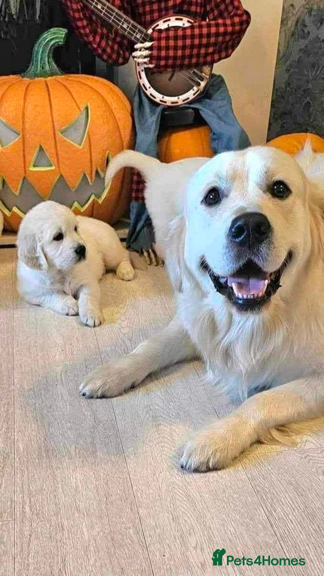 Golden Retriever dogs for sale: Golden retriever puppys - Advert 6