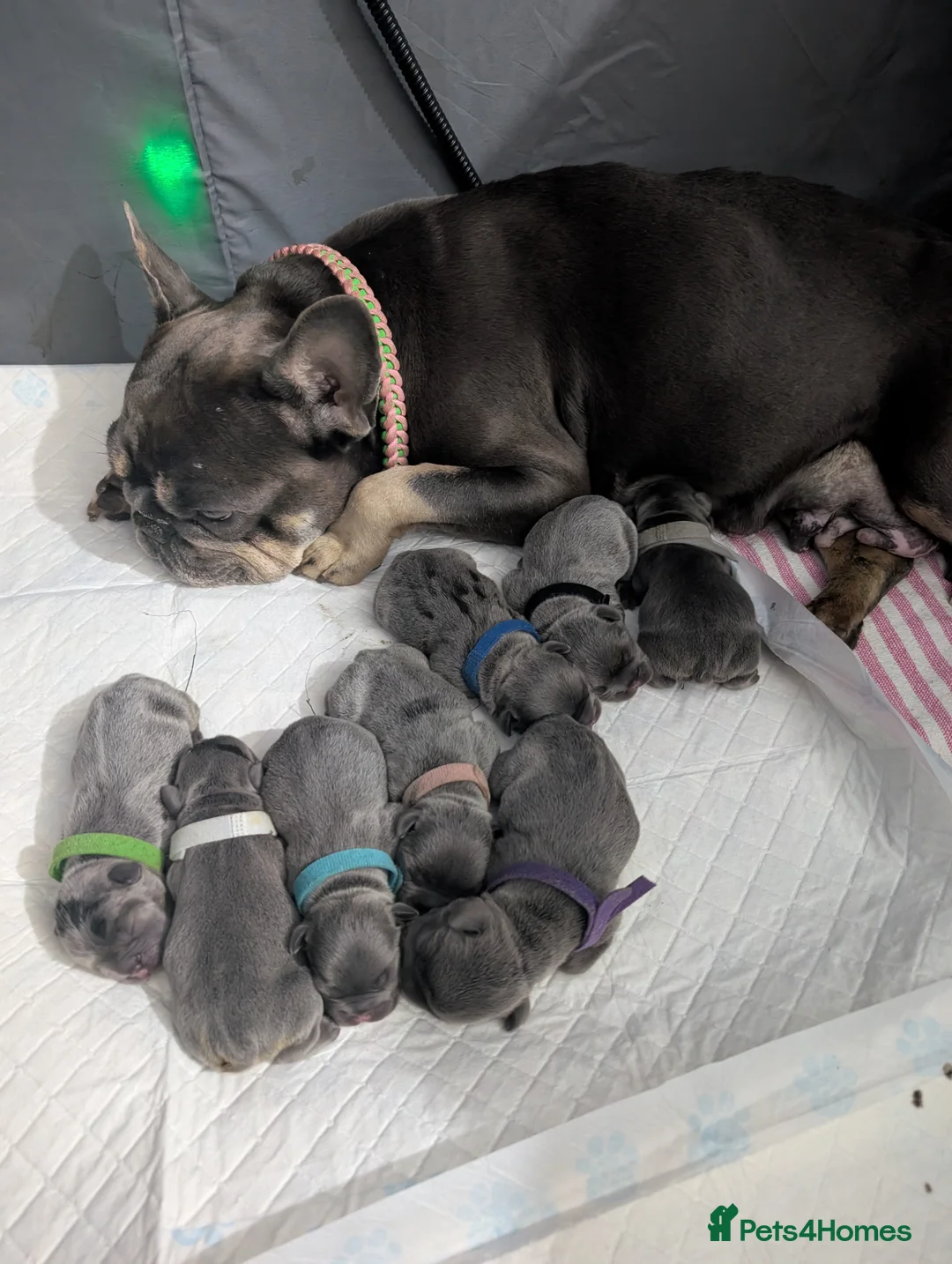 French Bulldog dogs for sale: Gorgeous french bulldog puppies  in Ipswich - Advert 10