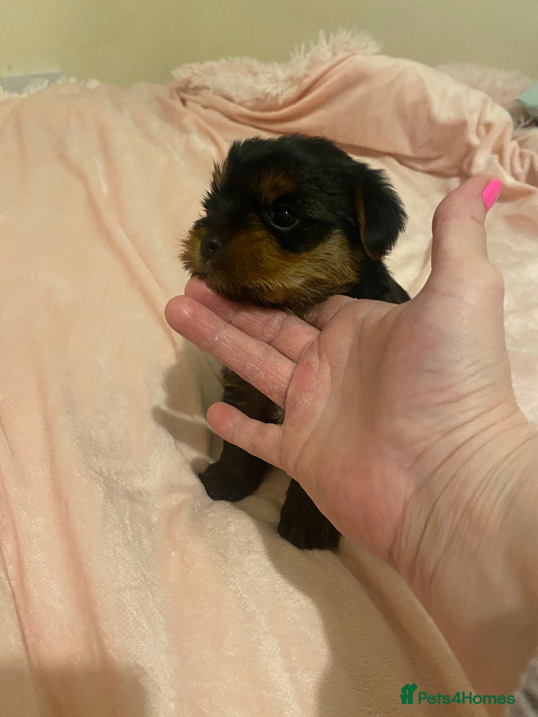 Yorkshire Terrier dogs for sale: Pumpkin really Yorkshire - Advert 2