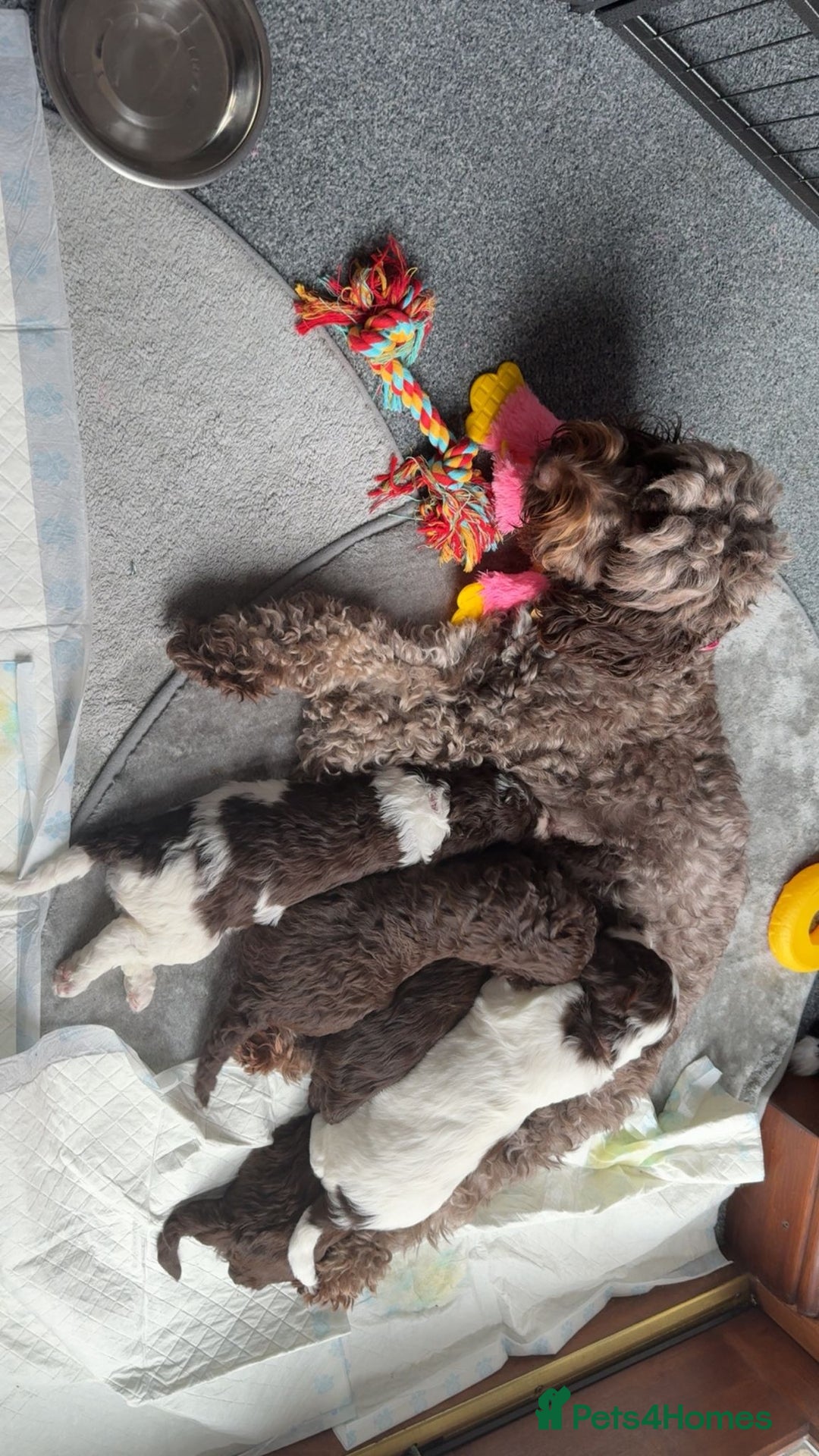 Sproodle dogs for sale: Beautiful Sproodle Puppies - Advert 1