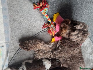 Sproodle dogs Beautiful Sproodle Puppies - Advert 18