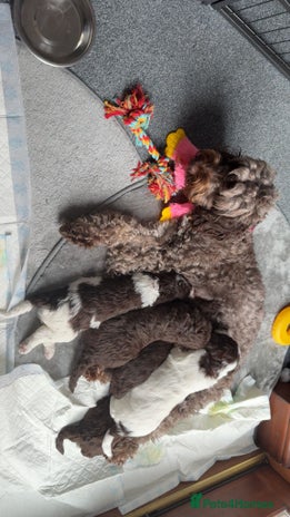 Sproodle dogs Beautiful Sproodle Puppies - Advert 1