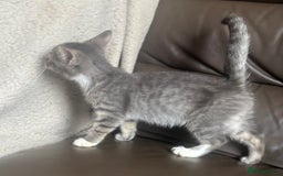 Mixed Breed cats for sale: Maincoon x Scottish fold  - Image 17