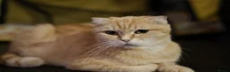 Scottish Fold cats for sale: 🩷Beautiful Scottish Fold/Straight kittens🩷 - Advert 10