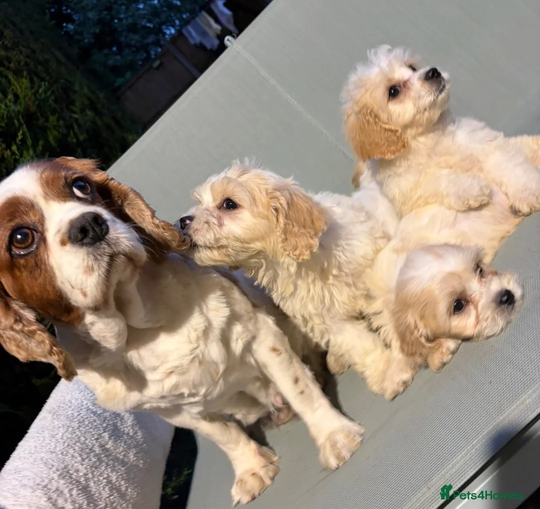 Cavapoo dogs for sale: Cutest little Cavapoo’s FULLY HEALTH checked - Advert 2
