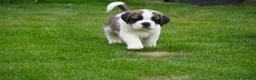 Saint Bernard dogs for sale: Outstanding St Bernard puppies for sale  - Advert 18