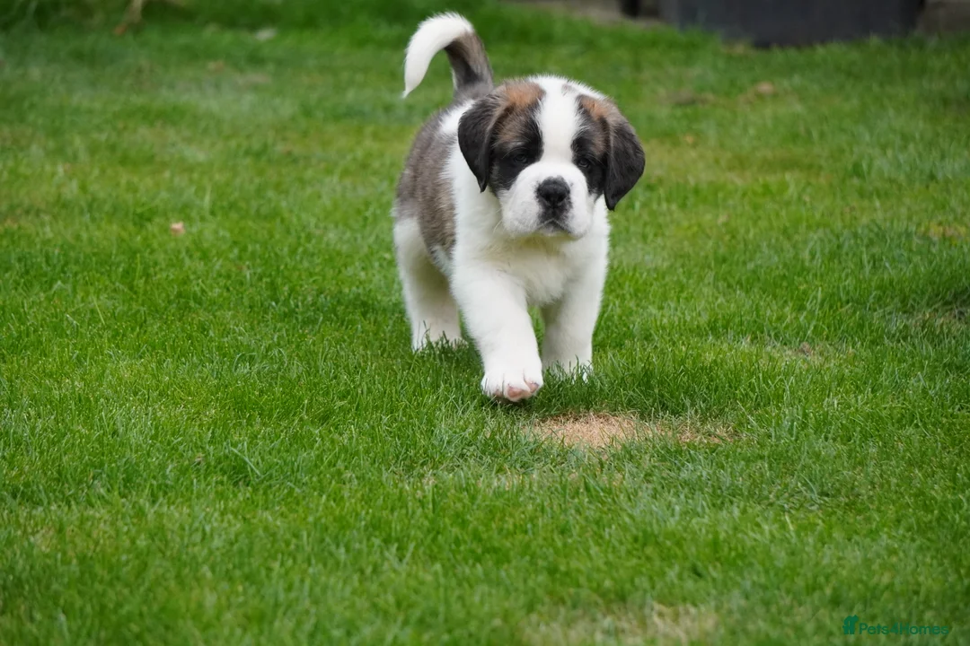 Saint Bernard dogs for sale: Outstanding St Bernard puppies for sale  - Advert 18
