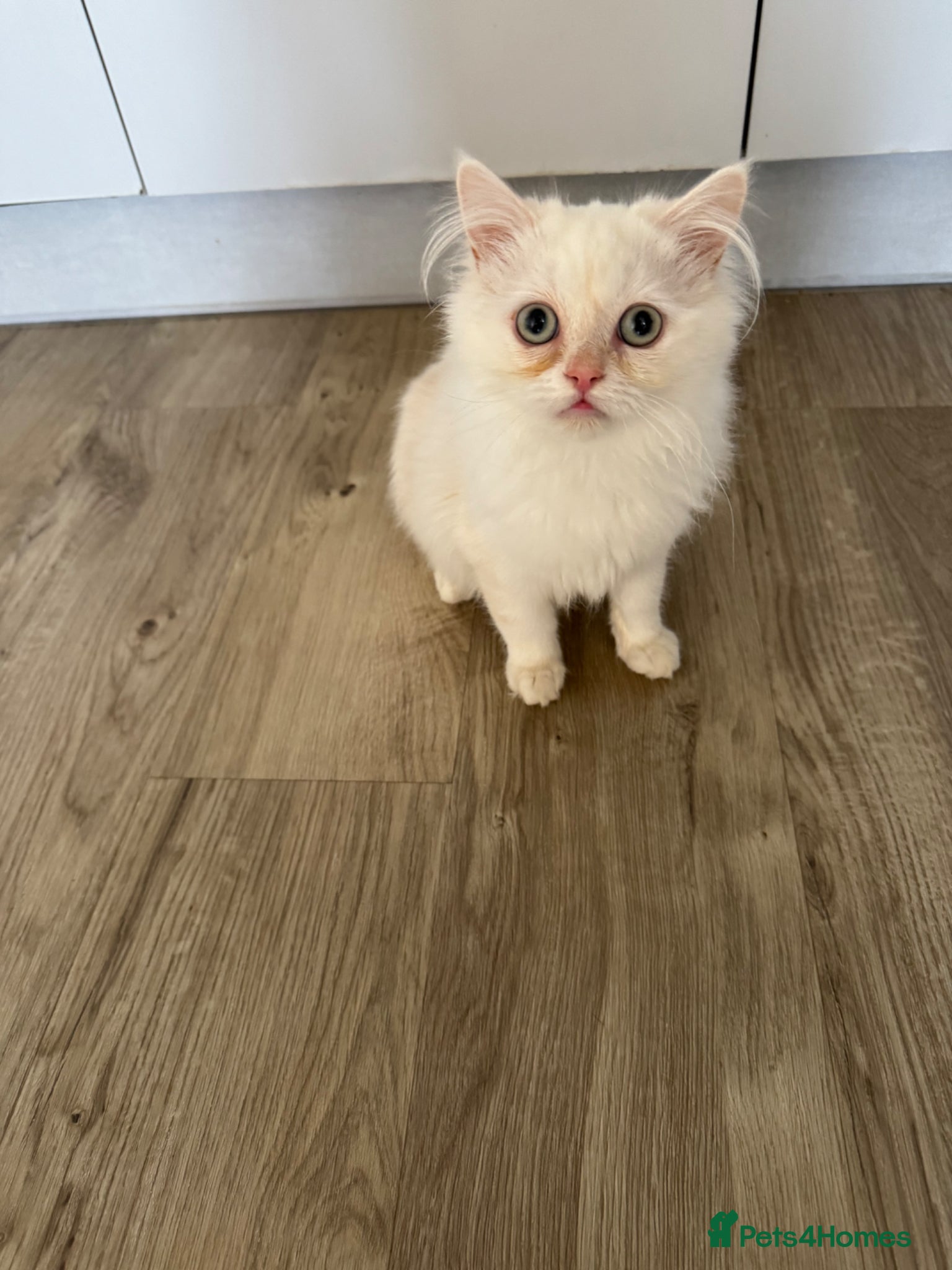 Persian cats I have one kitten   - Advert 11