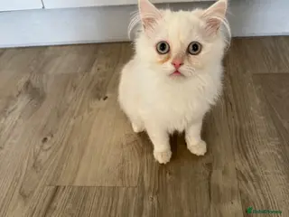 Persian cats I have one kitten - Advert 11